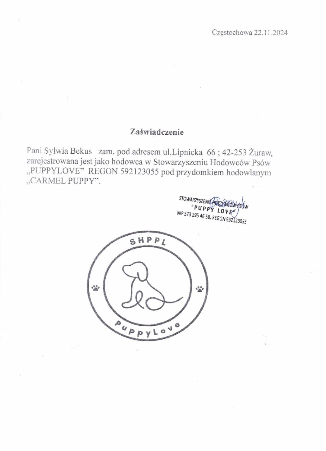 Maltipoo szczeniaczek z certyfikatem