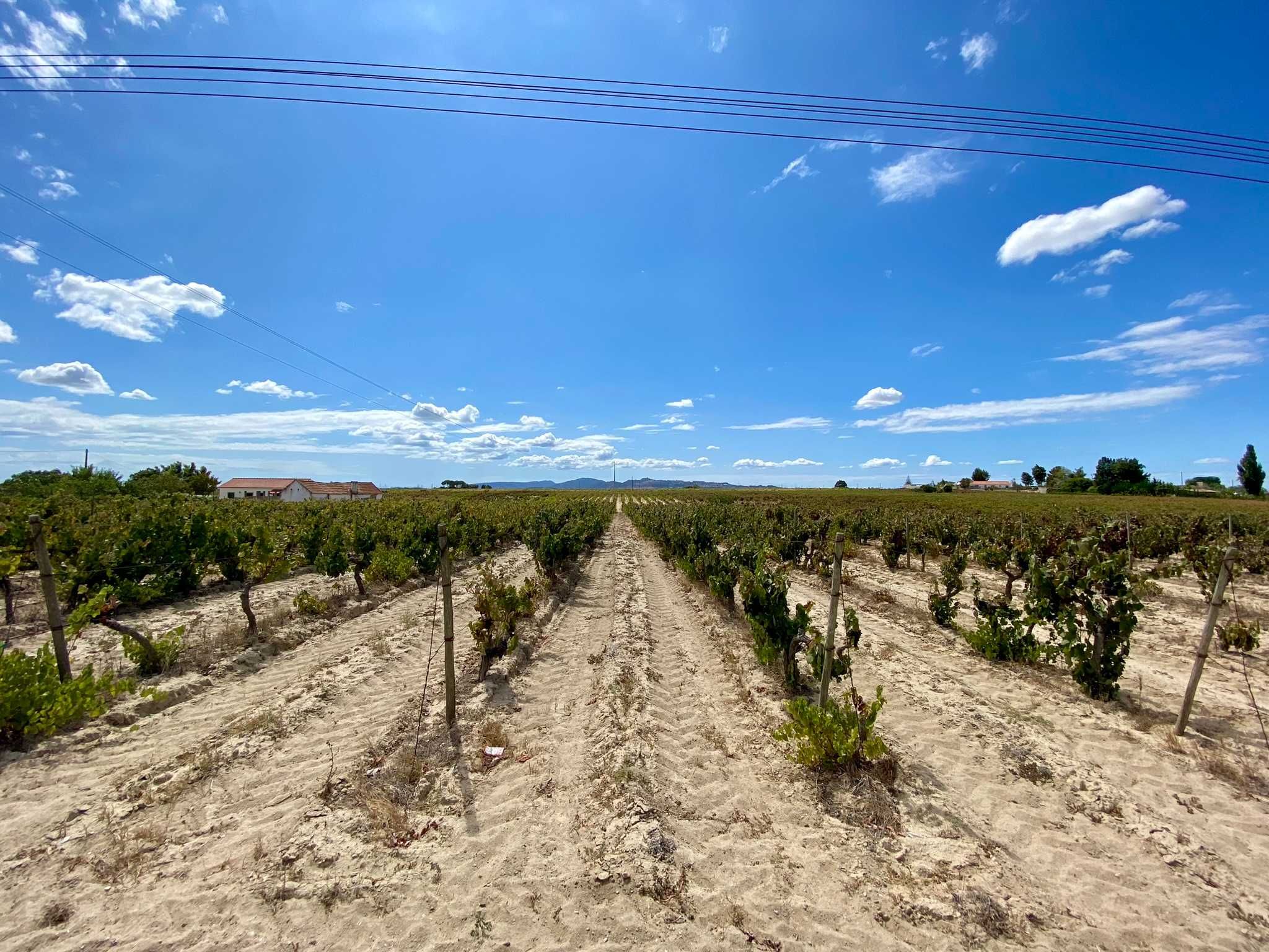 Terreno com vinha no Lau, Palmela 15.000 m2