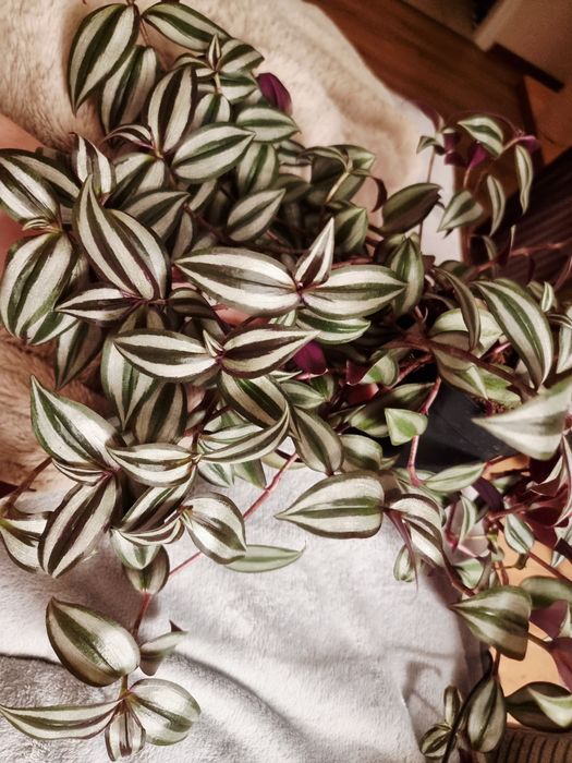 Trzykrotka - szczepki rośliny, sadzonki