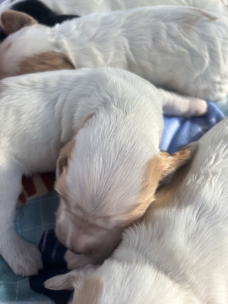 Cocker Spaniel Angielski Sunia