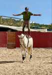 Cavalo Isabel super manso Especial para Aulas e  Passeios !!!