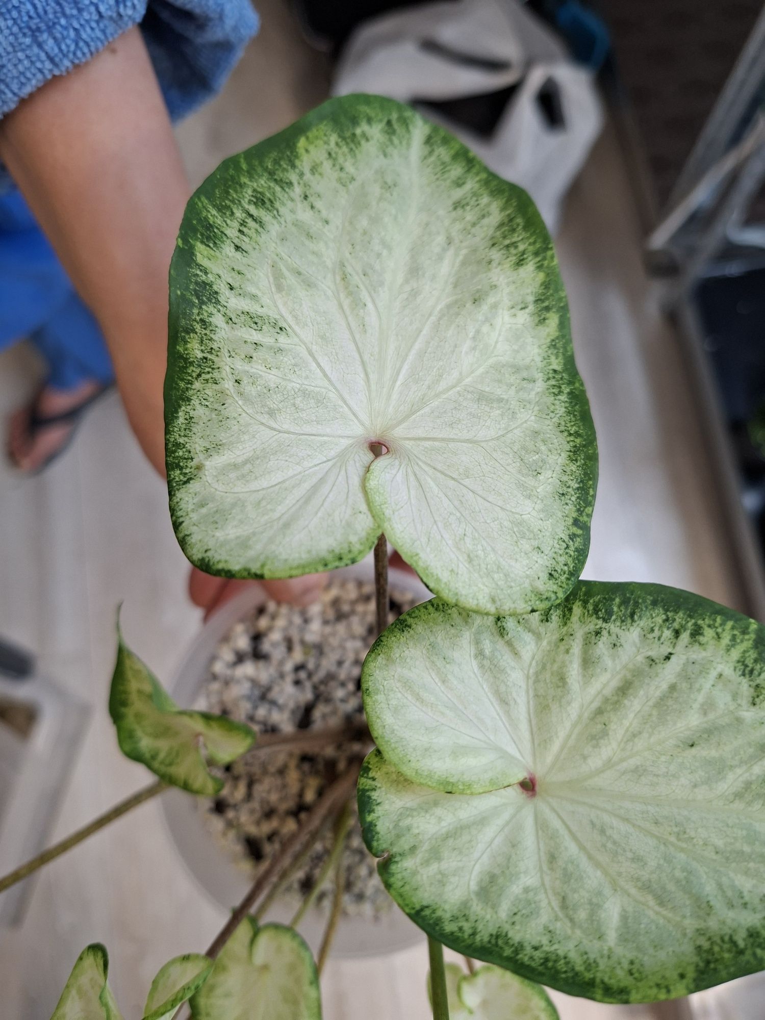 - Caladium - -- .