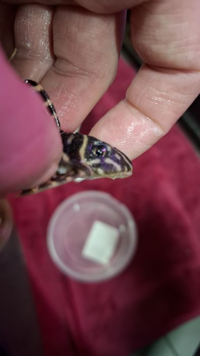 L333 Hypancistrus zbrojnik glonojad 8,5cm