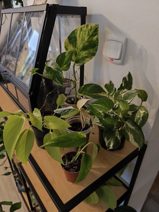 5* epipremnum zestaw cintho goldfinger yellow flame neon hicolor