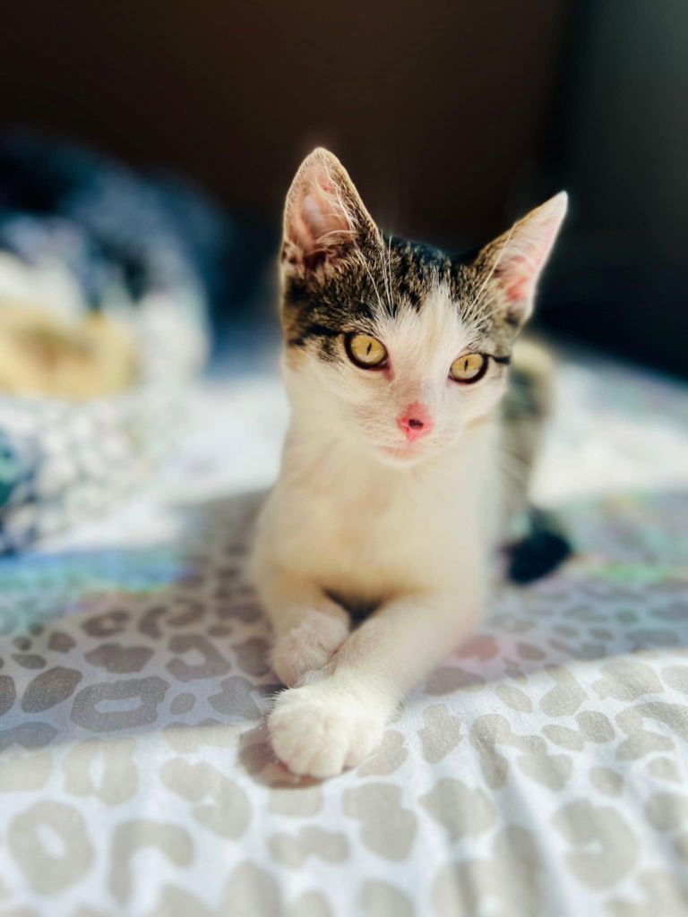 Kocurek do adopcji