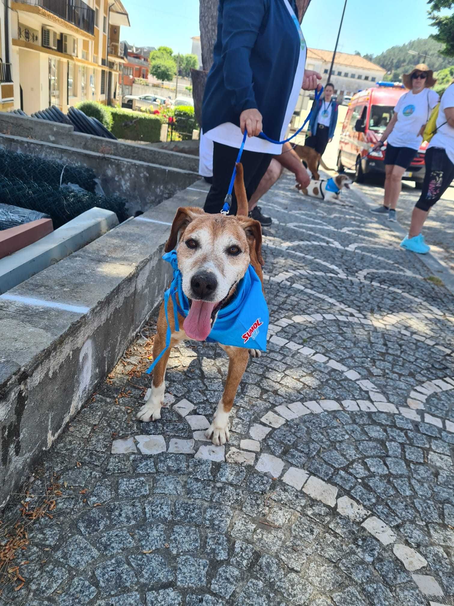 o AMADEU está para adoção!