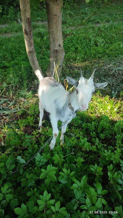 Продам кози, недорого