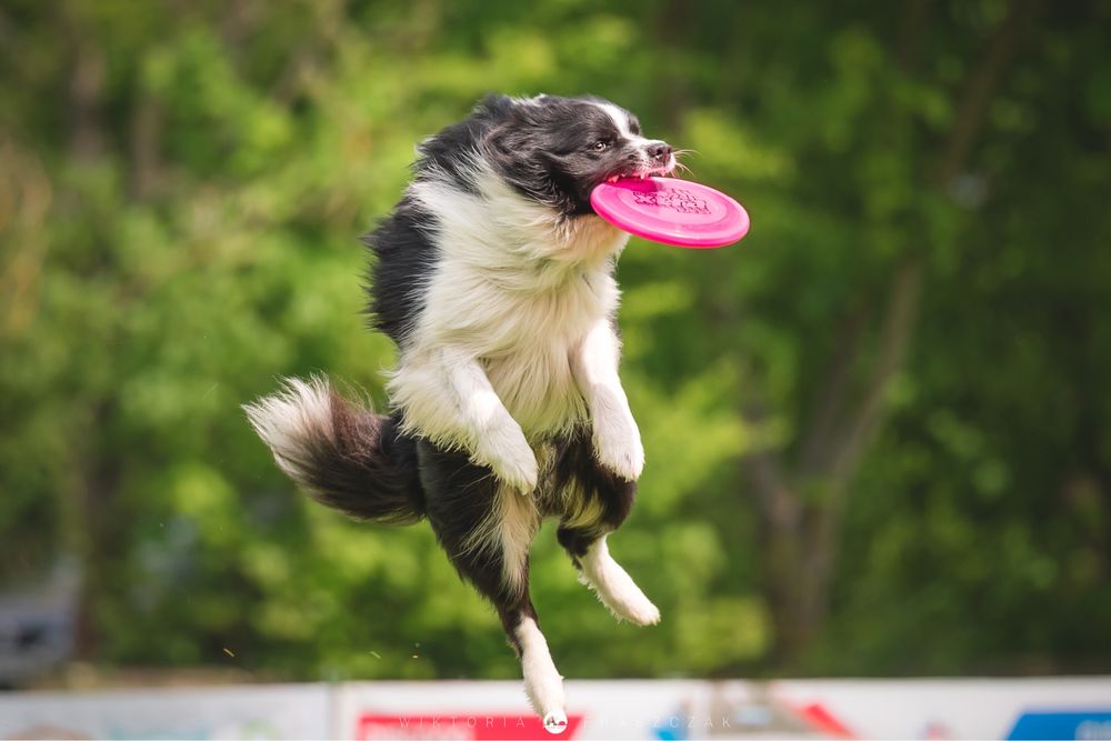 Border Collie Reproduktor FCI /ZKwP