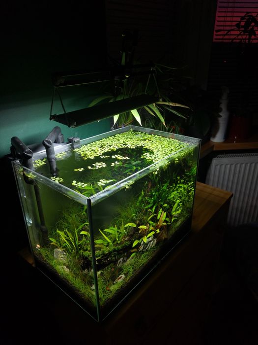 OKAZJA Zestaw akwarium 30l z wyposażeniem / Aranżacja / Roślinne / Co2