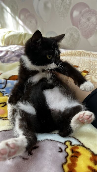 Киця безкоштовно  ( котик, кошеня, кішечка, киця, дівчинка)