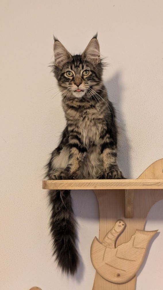 Kotka klasyk Maine Coon. Zapraszamy