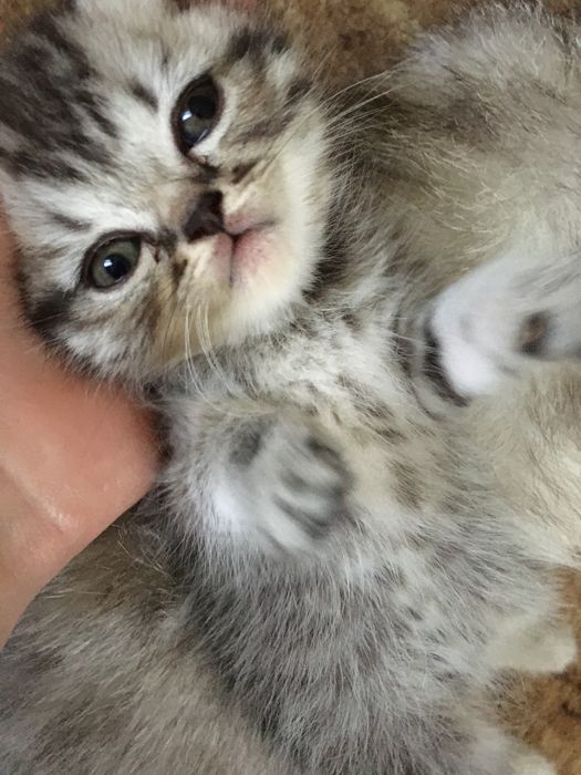 Британські кошенятка таббі на сріблі