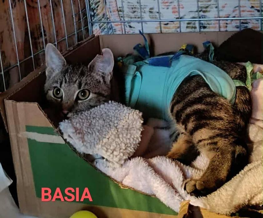 Z działek prosto do SERCA - potrzebna pilna adopcja