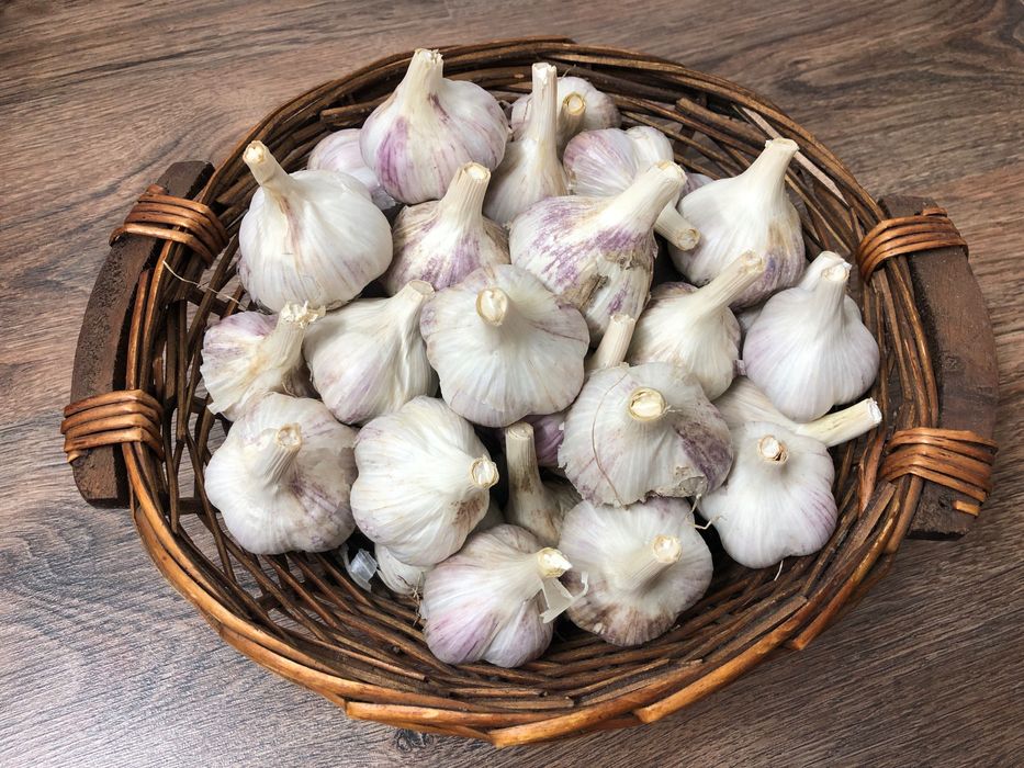 Часник Любаша чеснок