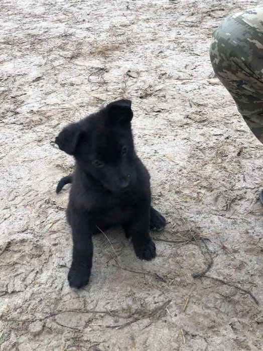 Цуценя дівчинка, віддамо в зв'язку зі зміною локації військової частин