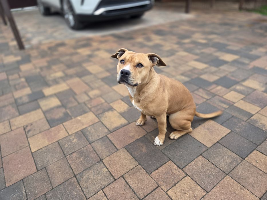 Американский стаффордширский терьер, девочка 3 года