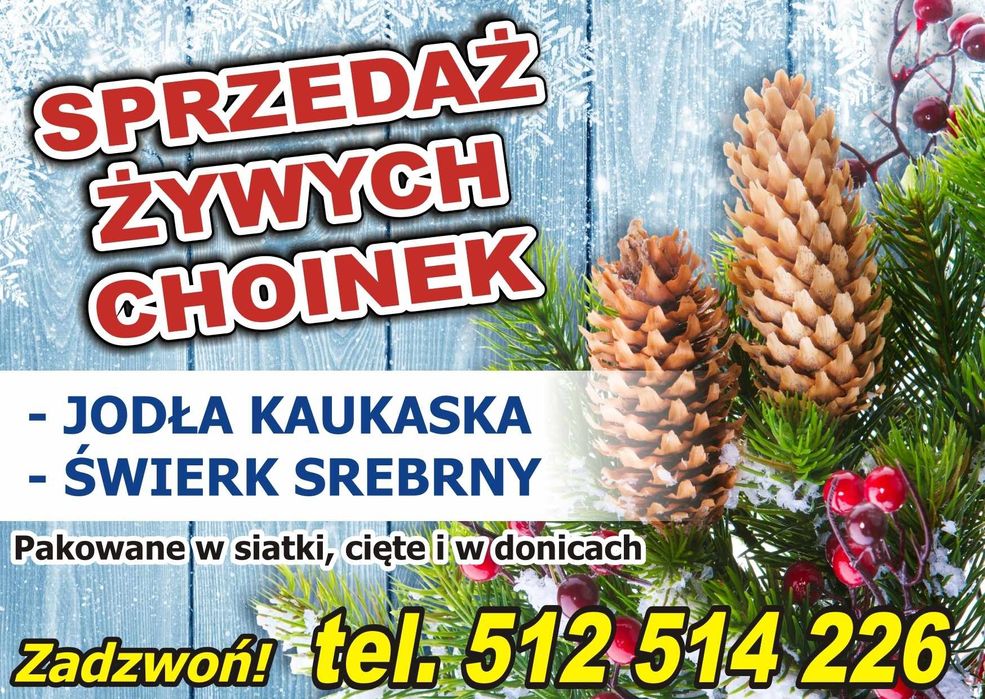 Choinki Plantacja Jodła Kaukaska , Świerk Srebrny