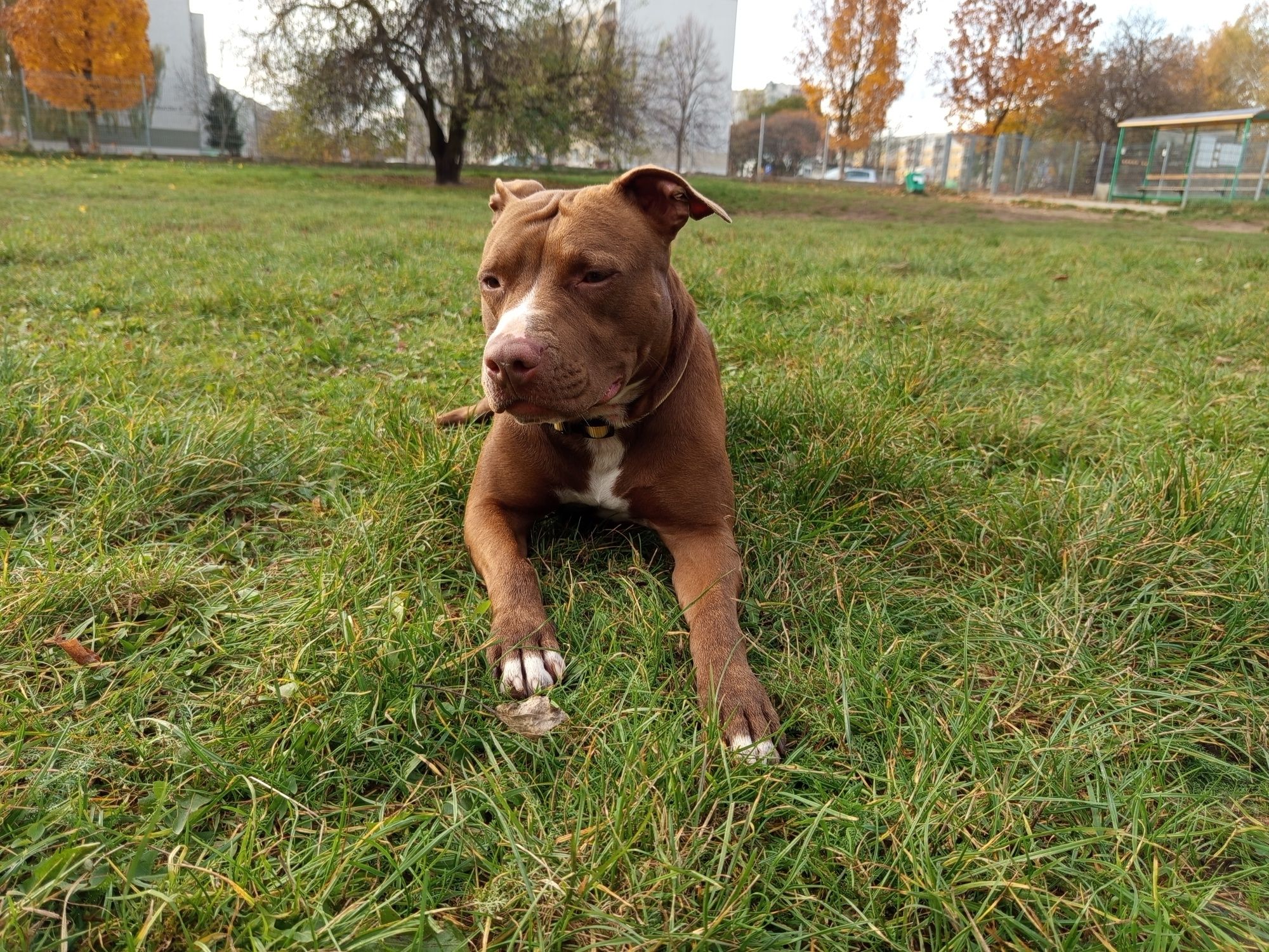 Vini pitbull red nose do pilnej adopcji