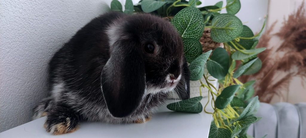 Mini Lop królik gotowe do odbioru