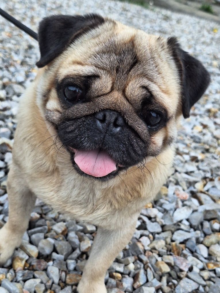 Mops 5 lat z rodowodem FCI szuka domu