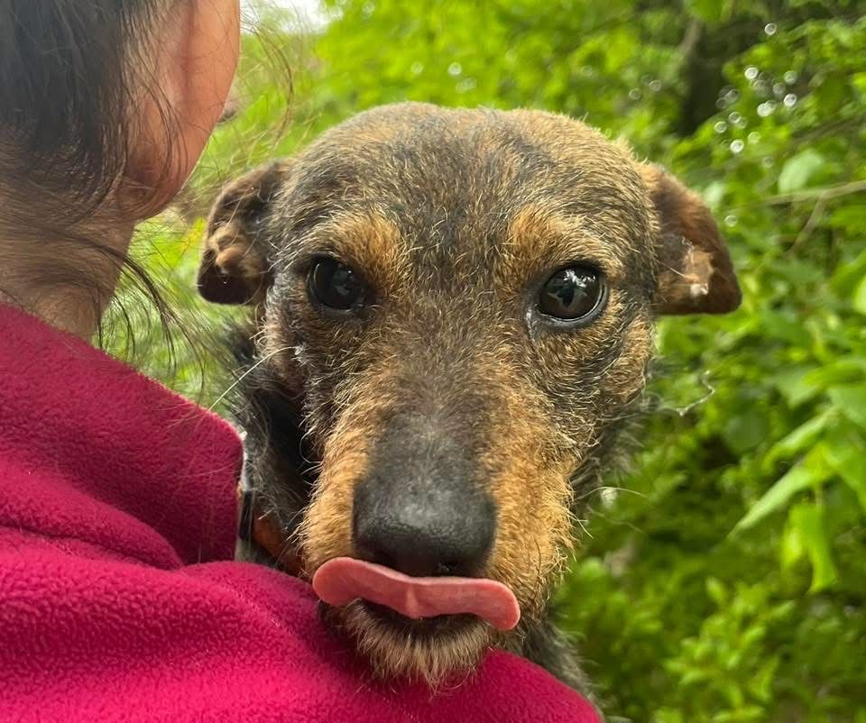 Tymek szorstki samiec blaga o adopcje!