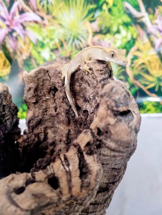 młody gekon orzęsiony