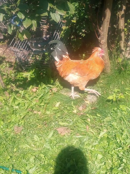 Dwa koguty z własnej hodowli sprzedam lub zamienię