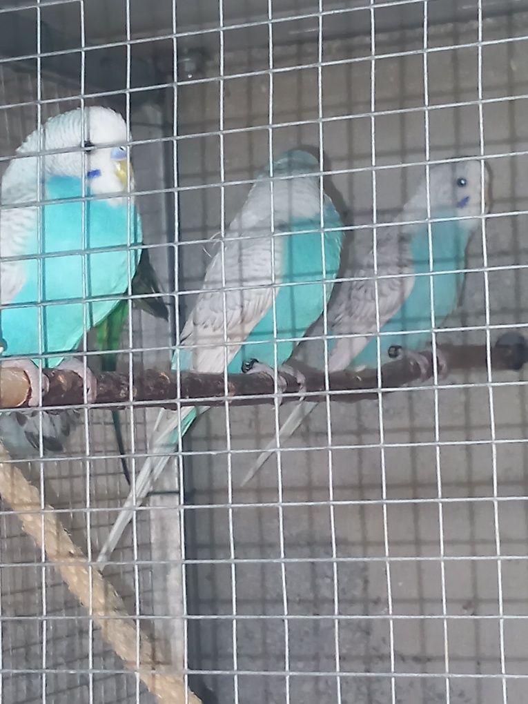 Vendo várias aves