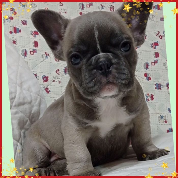 Ідеальні цуценятка