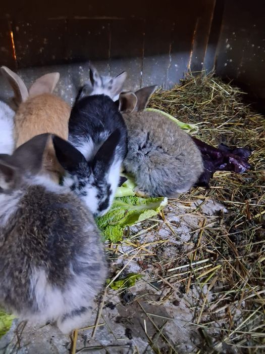 króliki belgijskie olbyrzmy