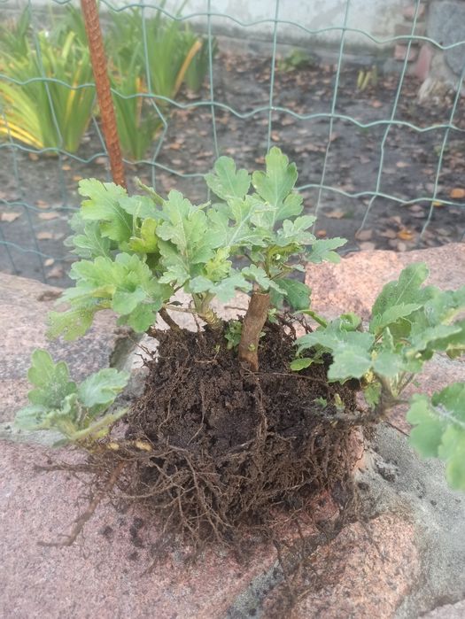 Хризантема бигуди, черенки