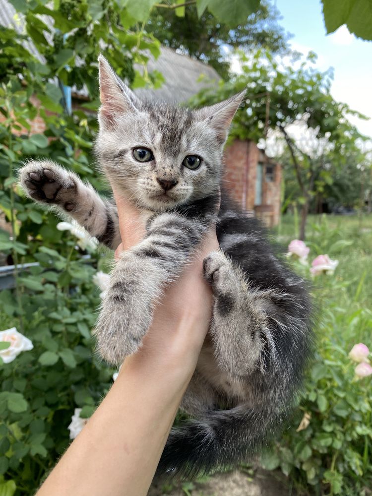 Віддам котят в доьрі руки