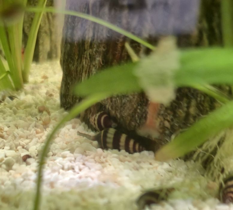 Ślimak helenka, ślimaki