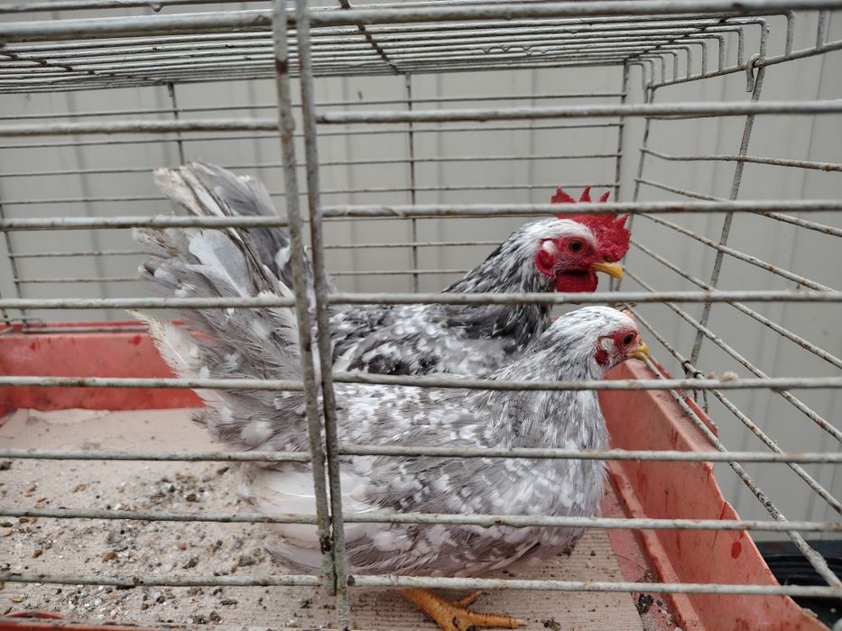 Kury Chabo, kury ozdobne