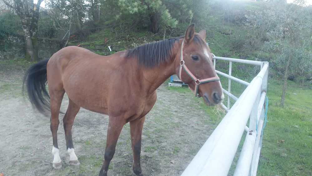 Cavalo lusitano castrado
