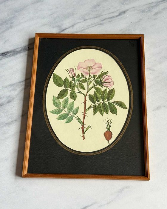 Botaniczny obrazek Rosa canina w drewnianej ramce, vintage