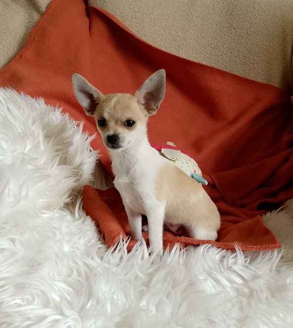 Chihuahua dziewczynka, komplet szczepień