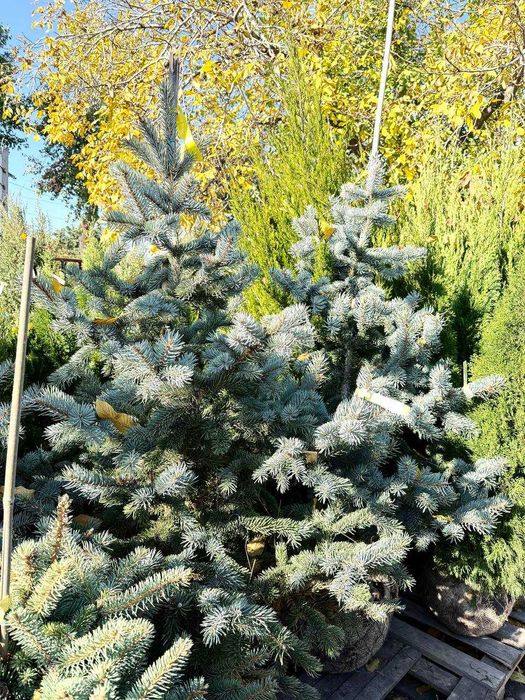 Продам туї, сосни, ялини, ялівці, гортнзії, магноліі, троянди