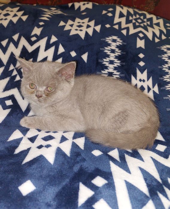Шотландский прямоухий котёнок. Мальчик.