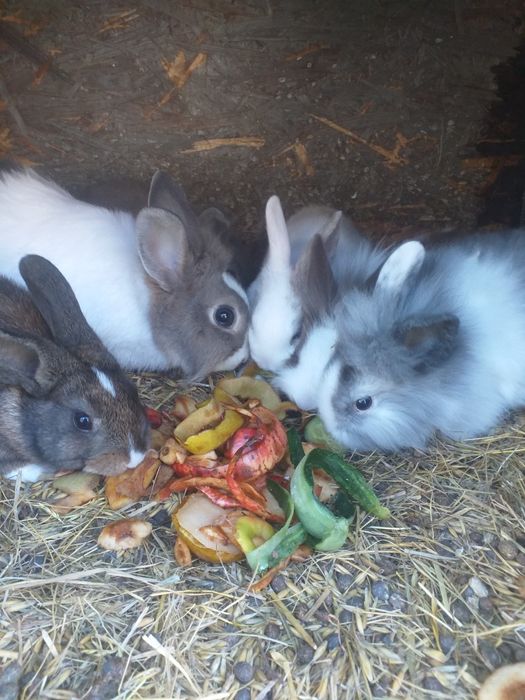 Lewki miniaturki 2-miesięczne