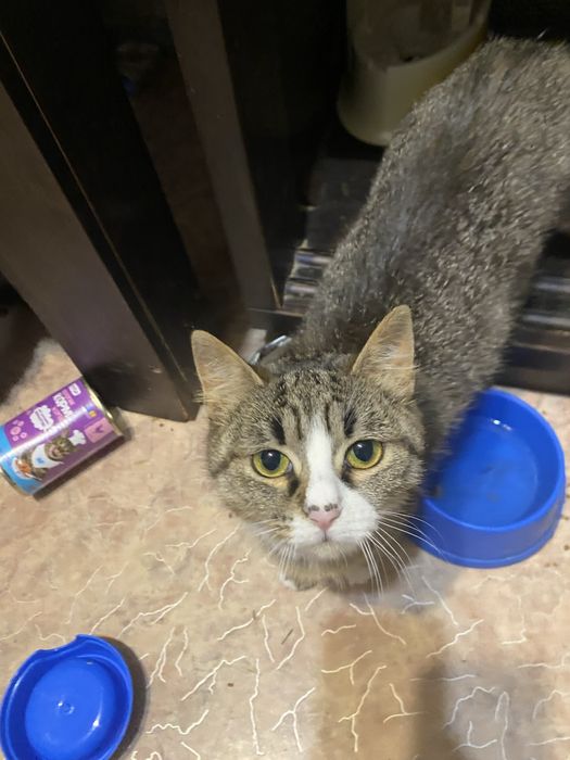 Дівчинка(стерилізована)в пошуках родини