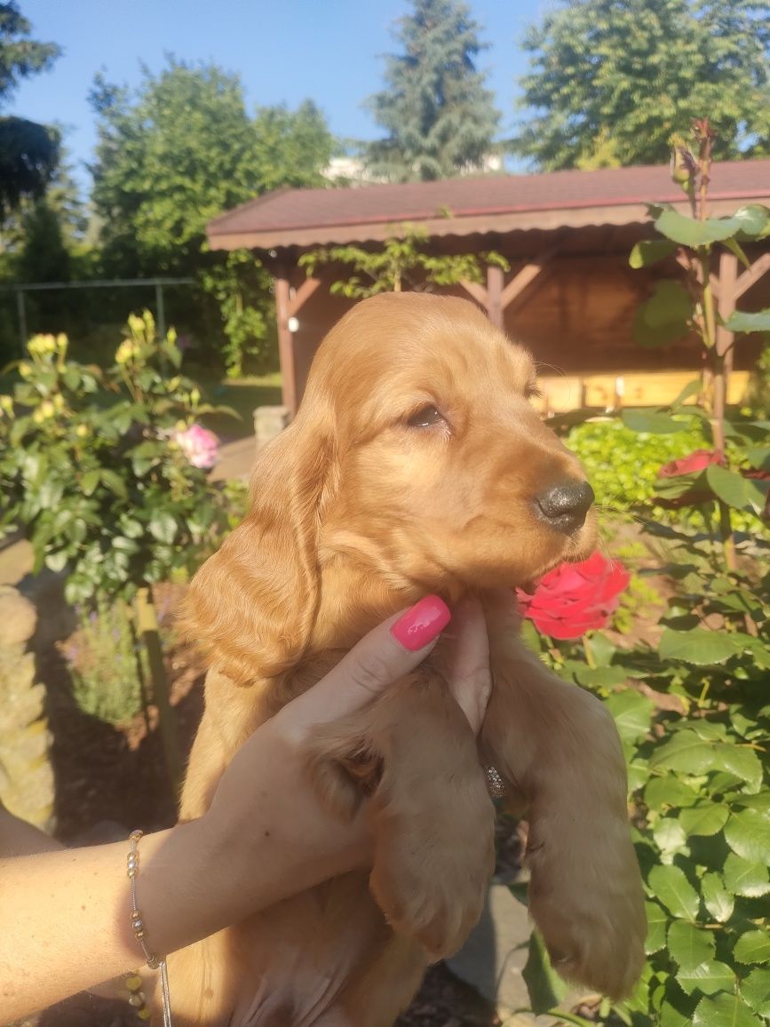 Cocker spaniel śliczny maluszek