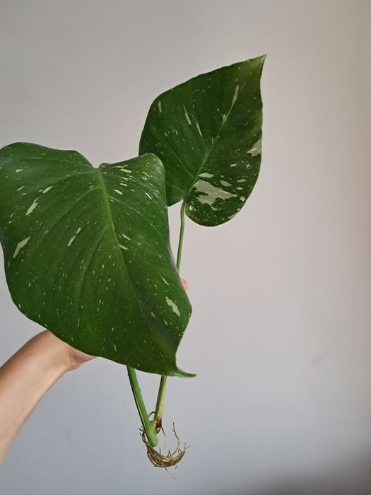 Monstera thai constellation szczyt