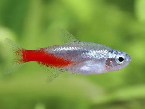 Неон  діамантовий рибка акваріумна