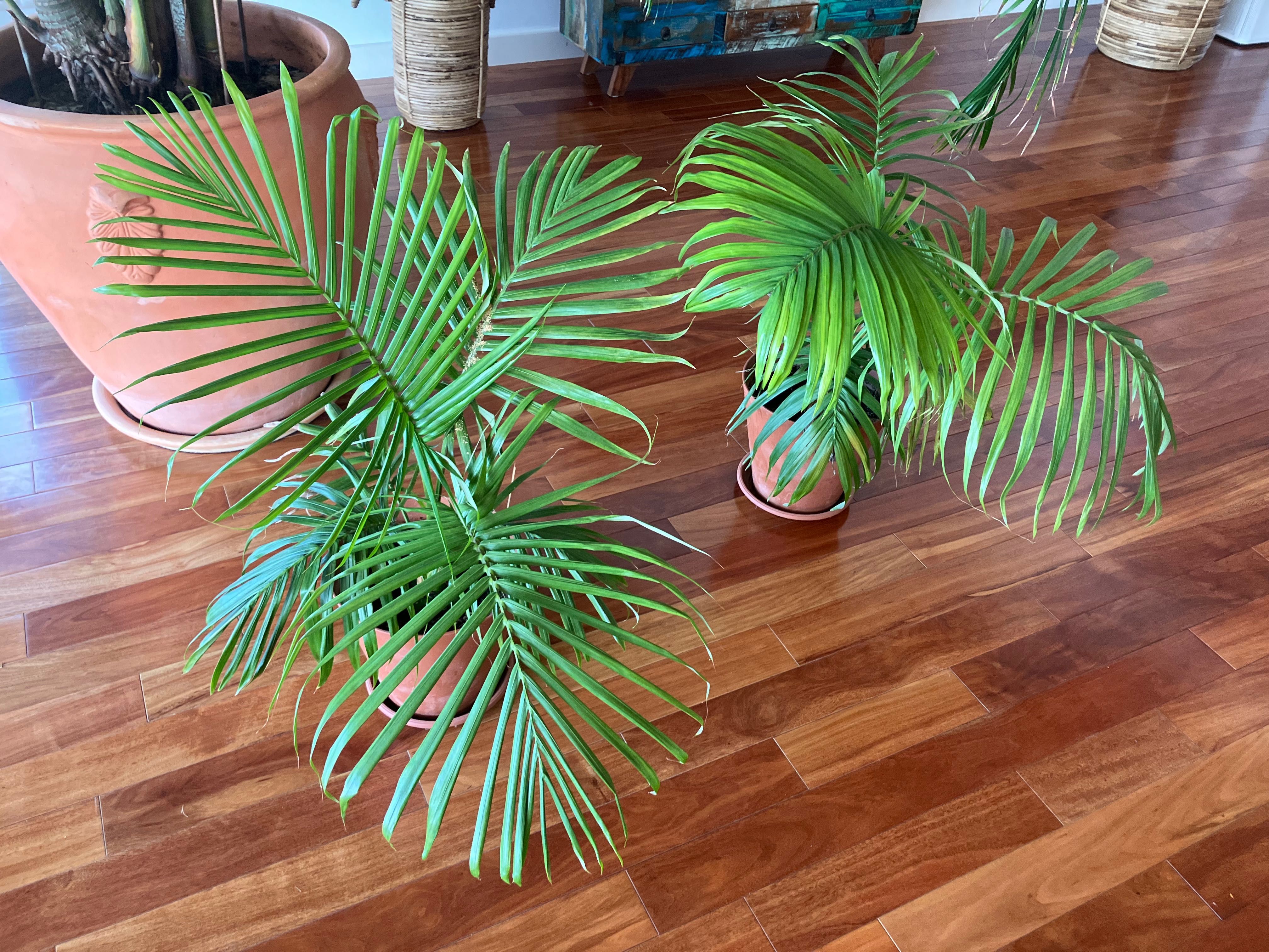 palma palmy  sadzonki
