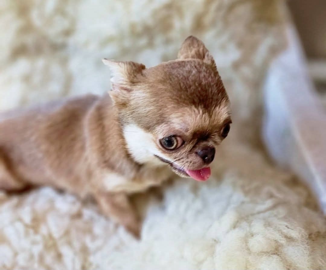 Chihuahua miniarurka isabela podpalana