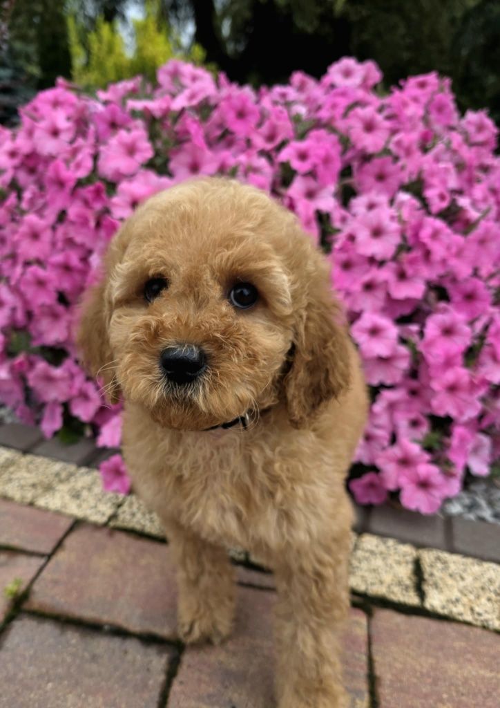 Golden Doodle Bily mini  do 15 kg