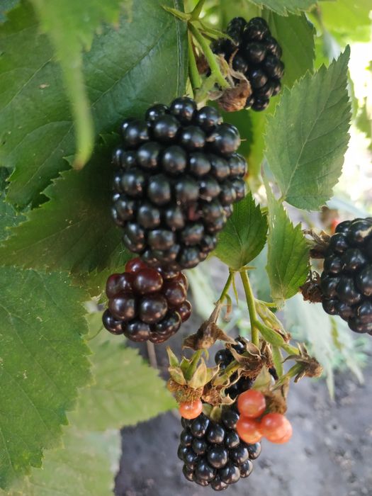 Ежевика  без шипов.