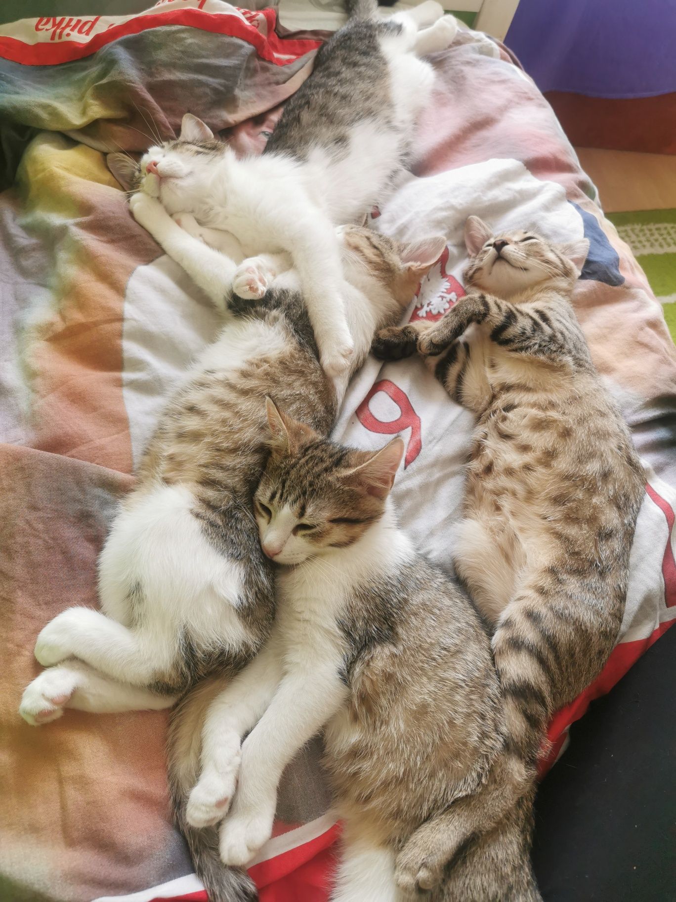 Kotki do adopcji