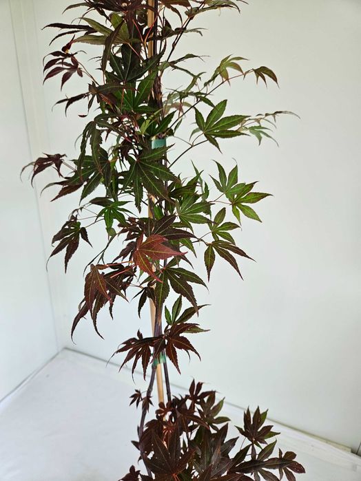 Klon palmowy – Atropurpureum bonsai  wys 130cm